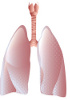 Rabbit Tissue pieces and blocks - Lung