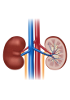 Human Tissue pieces and blocks - Kidney