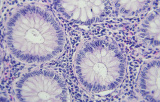 Histological special stains