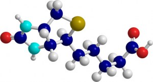 Custom service : Labeling of antibodies with other molecules