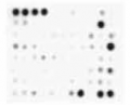 Membrane-Based Antibody Arrays