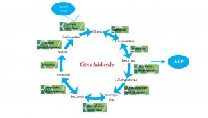 Citric acid cycle
