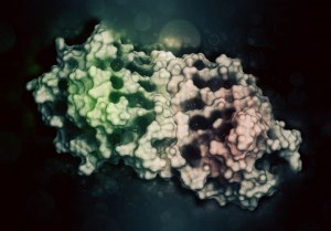 Lectins for glycoprotein research