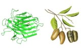 Griffonia simplicifolia lectin (GSL)