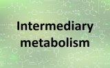 Metabolismo intermediario