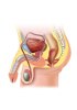 Human Frozen Tissue Sections - Male reproductive system