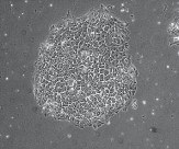 Stem Cells - Primary Cells