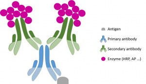 Imunohistoquímica (IHC) Protocolo general