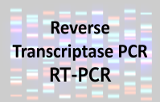 RT-PCR