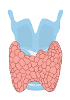 Human Tissue pieces and blocks - Thyroid