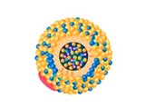 Very-low-density lipoprotein
