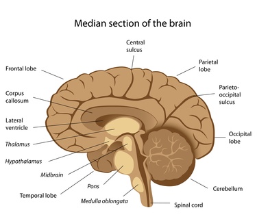 The Cerebral Cortex, human, mammals, human body, anatomy