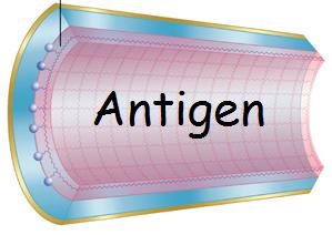 Purificazione di immunoaffinità su colonne coniugate all'antigene