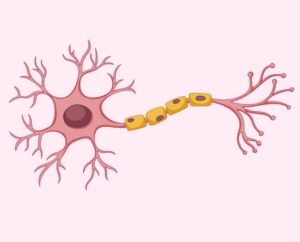 Neuronal stem cells
