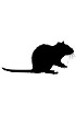 RNA di ratto