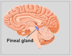  Pineal gland
