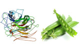 Pisum sativum (PSA/PSL)