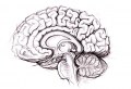 Cervello umano adulto normale