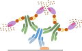 Protocollo di immunoistochimica - Metodo Avidina/Biotina (ABC)