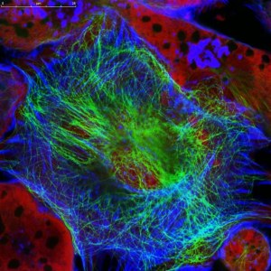 CellCover - Stabilizzare i risultati per DNA, RNA e proteine
