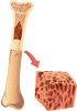 Human Frozen Tissue Sections - Bone marrow