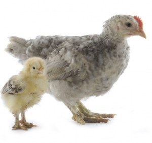 Produzione di policlonali di pollo