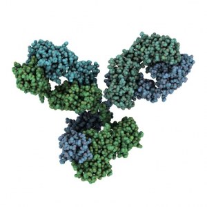 Campioni di prova di anticorpi monoclonali