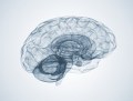 Biomimesys® Brain: un idroscafo naturale per la coltura 3D di cellule neuronali