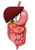 Digestive system - Human RNA