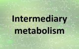 Assay kits - Intermediary metabolism