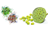 Lotus tetragonolobus Lectin (LTL)