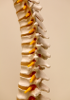 Spinal cord RNA