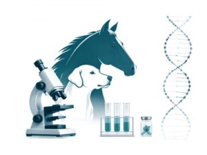Ampia selezione di campioni biologici di origine animale e soluzioni personalizzate per l'approvvigionamento di campioni biologici