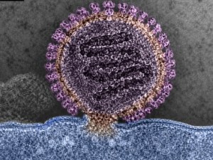 Soluzioni complete per la ricerca sul CCHFV