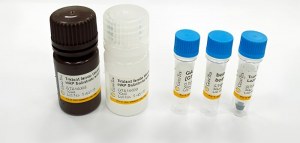 Ordina anticorpi primari e ricevi in omaggio un kit per Western blot