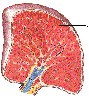 Human Frozen Tissue Sections - Spleen