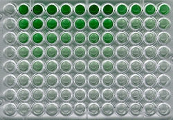 Antibody validation in ELISA