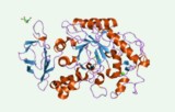 Alfa-amylase activiteitstest
