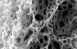 Polystyreen-scaffolds voor 3D-kweek - Alvetex Scaffold