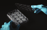 Polystyreenplaten met 12 putjes voor 3D-kweek - Alvetex Scaffold