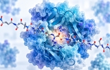 Proteases
