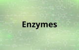 Enzymen