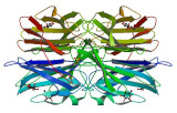 Lectines en kits voor glycobiologie