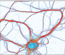 Moleculaire en cellulaire neurowetenschappen