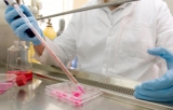 Cell culture supports 