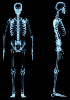 Skeletstelsel 