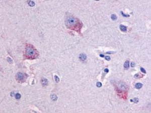 Reagentia voor GPCR-studies