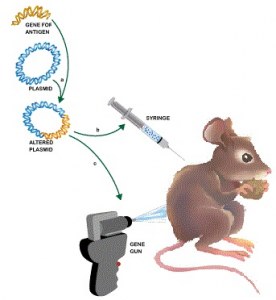 Productie van monoklonalen in muizen na genetische immunisatie