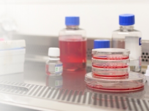 Detectie van mycoplasma’s voor betrouwbare resultaten bij celculturen