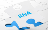 RNA transfection reagents